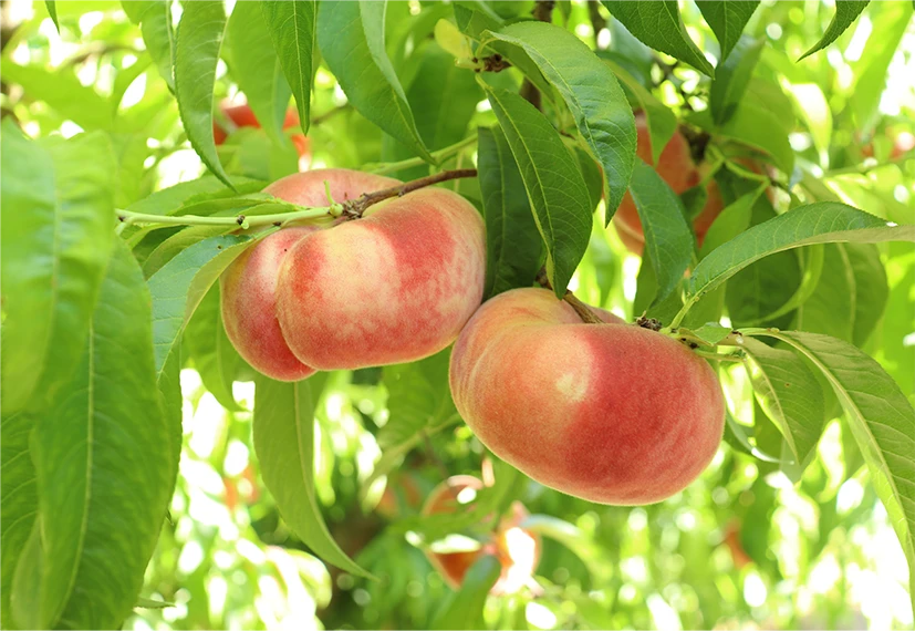 flat peaches
