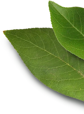 leaf-4