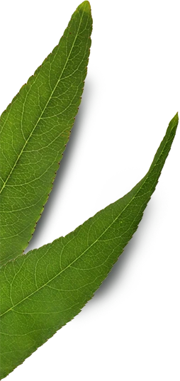 leaf-5