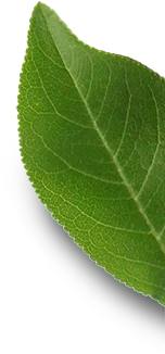 leaf