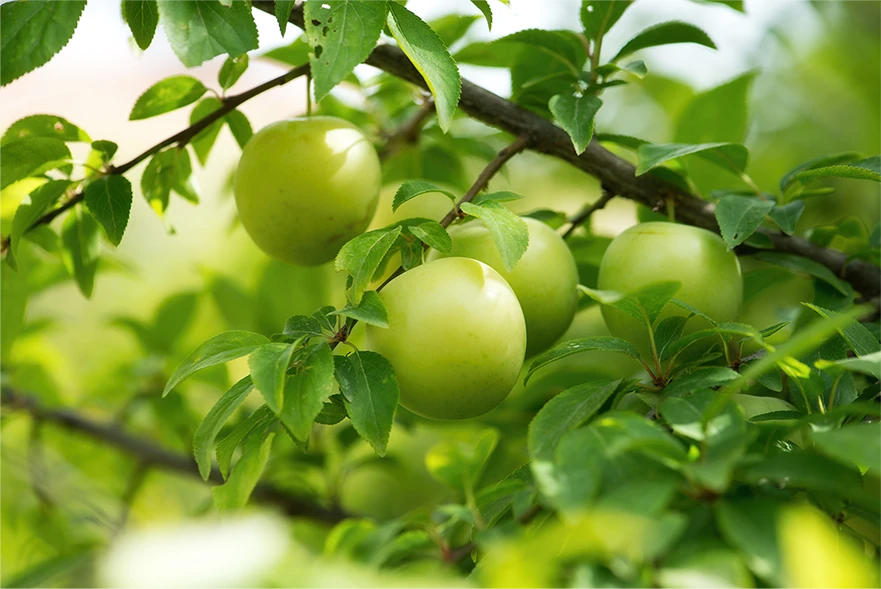 sierra honey on tree