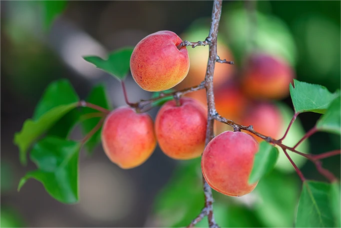 velvet apricots