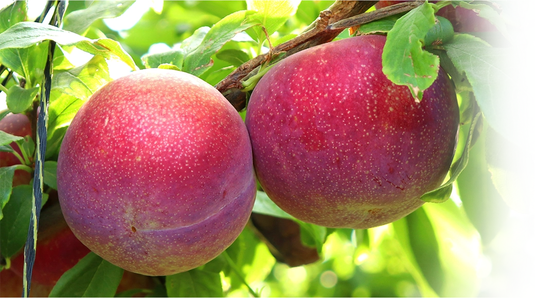 Finest Fruit img